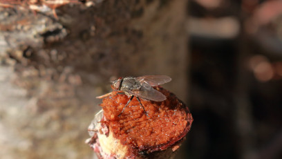 Fly on the Tree Stump
