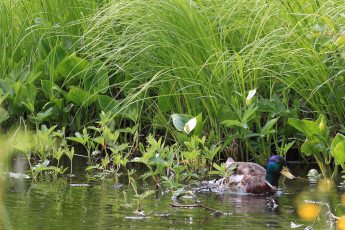 Swimming Mallard