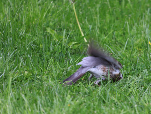 Fieldfare Finding Food