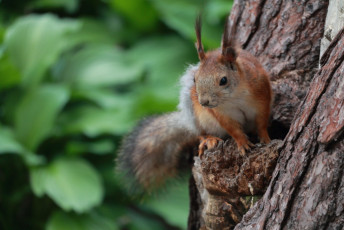 Red Squirrel