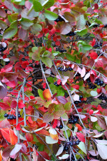 Aronia bush