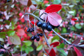 Black chokeberries