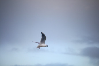 Black-headed Gull #2