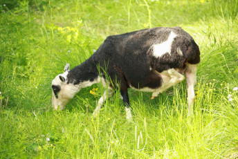 Black Sheep