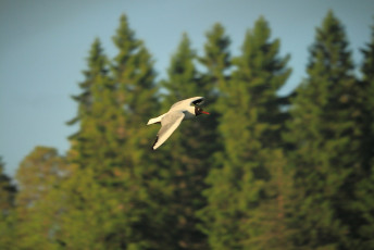 Black-headed gull #4
