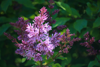 Common Lilac flowers