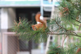 Squirrel on a branch
