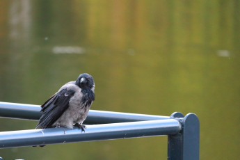Hooded crow