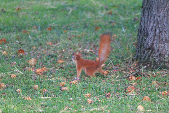Squirrel alert