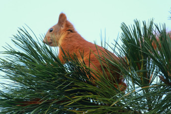 This squirrel looks stuffed