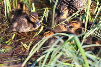 Mallard ducklings