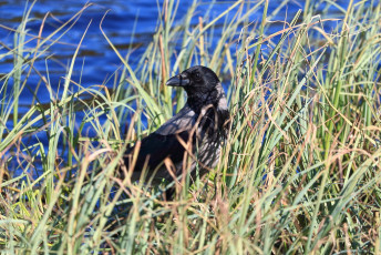 hooded crow in grass