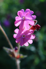 Gilliflower