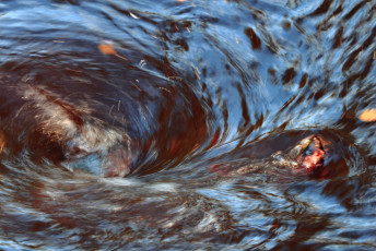 Whirlpool