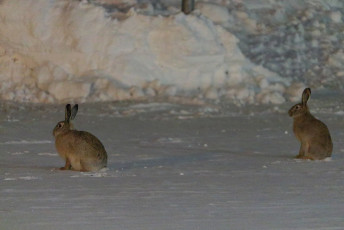 European hares
