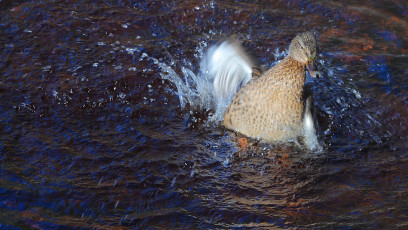 Mallard splashing #2