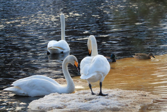 Birds of the river