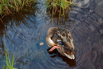 Mallard #2