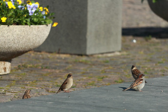 Birds