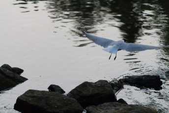 Seagull Finding Food