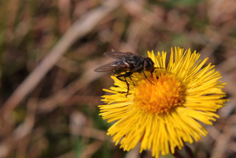 Fly on the Coltsfoot