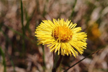 Coltsfoot