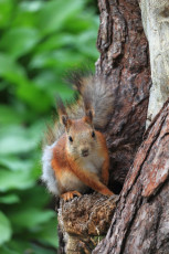 Red Squirrel #2