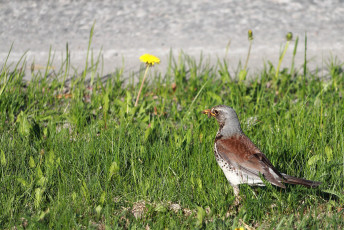 Fieldfare with a worm