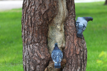Behind the pigeons