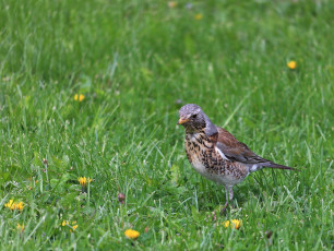 Fieldfare