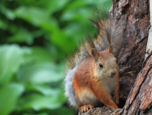 Red Squirrel #4