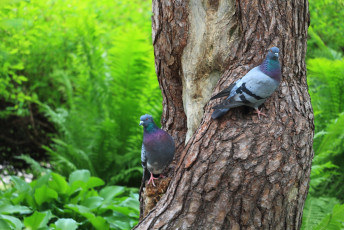 Pigeons