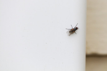 A fly
