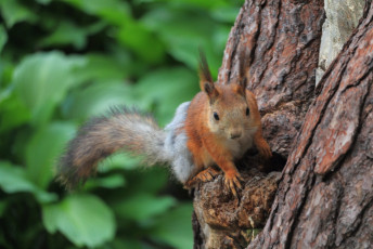 Red Squirrel #3