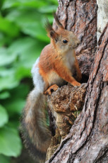 Red Squirrel #5
