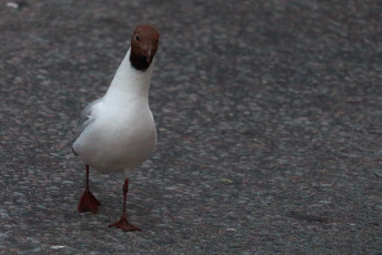 Seagull Walking on the Road