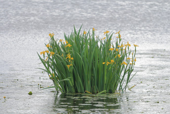Yellow Iris