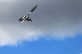 Seagull Hovering