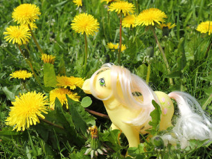 Posey and dandelions