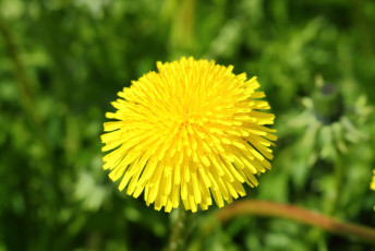Dandelion