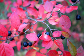 Another Aronia Bush with Black Chokeberries