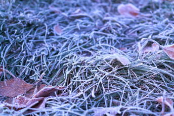 Hoarfrost on a Grassy Ground