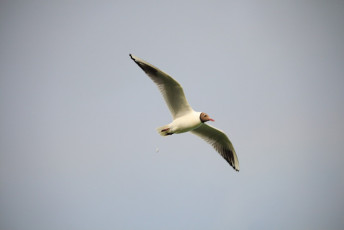 Black-headed gull #3