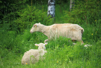 Sheep