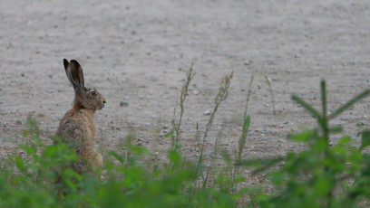 Hare listening