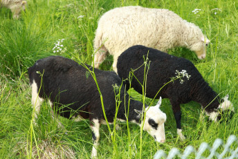 Trio of Sheep