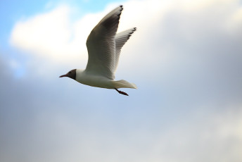 Black-headed gull
