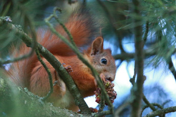 Squirrel eating a pine cone #2