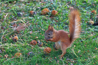 Just another squirrel picture