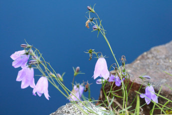 Growing from a crack